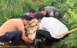 云南现80公斤巨无霸“菌王”：4名壮汉才能搬得动 ！