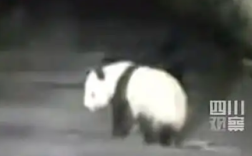 男子遇夜跑大熊猫一开始以为是猪：最后顺着路边离开了 ！