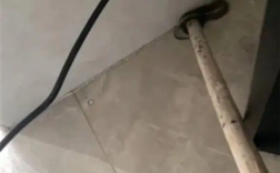 广州一居民家中出现蛇 物业：宠物蛇 已加强管理 ！