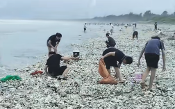 “韦帕”过境广东一海滩遍地海鲜 专家提醒：当心这种细菌引发败血症 ！