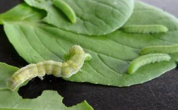 免农药治菜青虫四法（四种不使用农药治理菜青虫的方法） ！