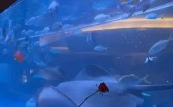 网友质疑火锅店用鱼缸养饲养鲨鱼 涉事火锅店回应：有相关证书 ！