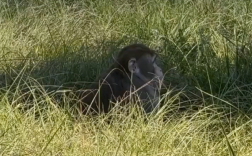 女子开了两枪！美国实验室出逃的最后一只猴子被击毙 !