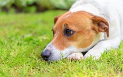 狗妈妈叼着油条 跨越五公里投喂幼崽 ！