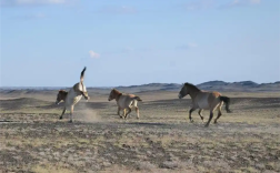 现存唯一野生马种！北京动物园有1只 珍稀程度堪比大熊猫 !
