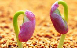 培育易发芽的花种子（教你如何种植容易发芽的花种子） ！