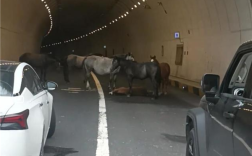 小马倒地5匹大马隧道内“拦路求助” 交警称已到现场处理 ！