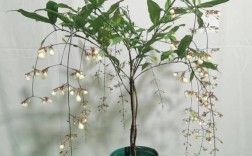 垂丝茉莉养殖方法和注意事项（介绍垂丝茉莉的养殖方法和注意事项） ！