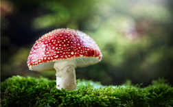 老人用狗试毒蘑菇：结果全家仍然中毒 !
