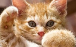 猫儿过敏是否会自愈（猫儿过敏是否会自行痊愈） ！