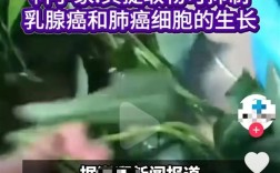 不起眼的“喂猪菜” 在美国卖到300元一斤！竟然还抢疯了 !