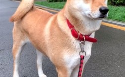 中华田园犬禁养 网友吵翻老祖宗严选为啥不让养：多部门回应了 ！