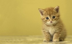 猫咪吐了是什么原因造成的（分析猫咪呕吐的可能原因） ！
