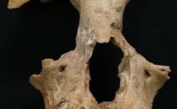 古DNA测序技术最新揭秘：秦始皇祖母陵墓出土长臂猿为灭绝新物种 !