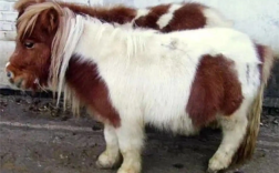 马年爆火宠物小矮马最高售价超10万：身高不足一米 小巧温顺 ！