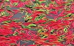 鱼塘主坚持2年用辣椒喂鱼：鱼吃了后体型更漂亮 口感更好 ！