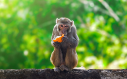 不止1只!美国警方证实:仍有3只实验猴在逃 或携带多种疾病 !