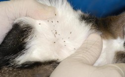 猫有跳蚤怎么处理（处理宠物猫身上的跳蚤问题） ！