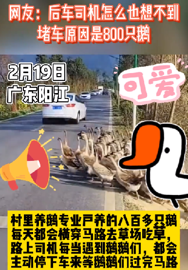 司机停车等鹅鹅们过马路 网友：想破头也不知道堵车原因是800只鹅 ！-图1