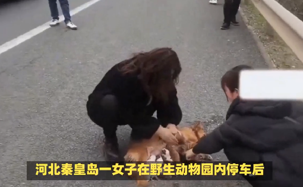 女子野生动物园下车：狼悄悄靠近 ！-图1