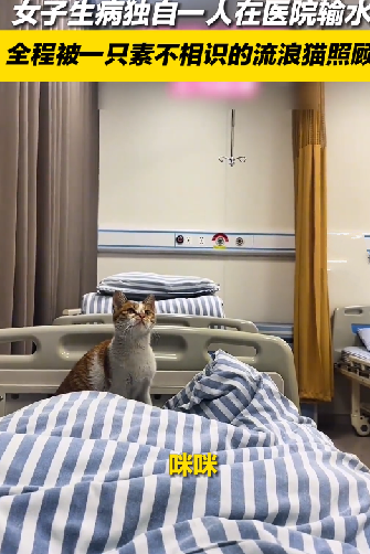 女子独自输液被陌生流浪猫照顾：还帮按铃叫护士 ！-图1