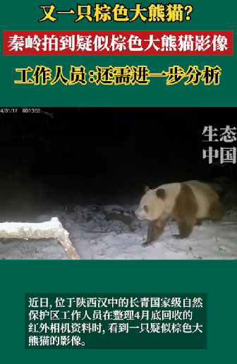 大熊猫不止有黑白照 秦岭已发现11次棕色大熊猫 ！-图1