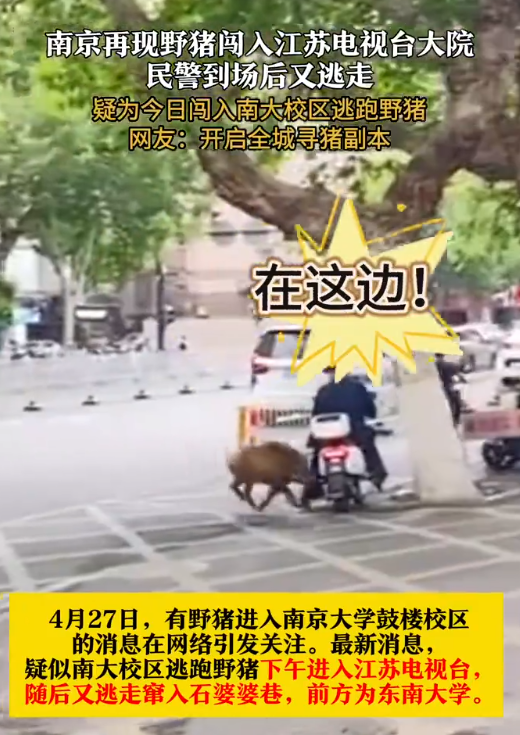 江苏台报道野猪冲进江苏电视台：民警到场后又逃走 ！-图1