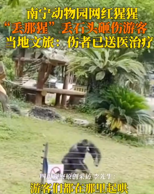 南宁网红猩猩扔石块砸伤游客！当地文旅：伤者已送医治疗 ！-图1