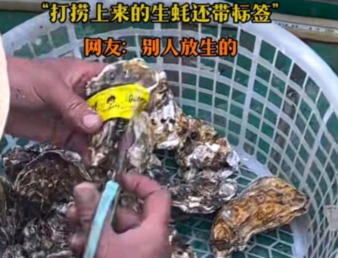 男子出海打捞上来的生蚝带商品标签 ！网友：别人放生的！-图1