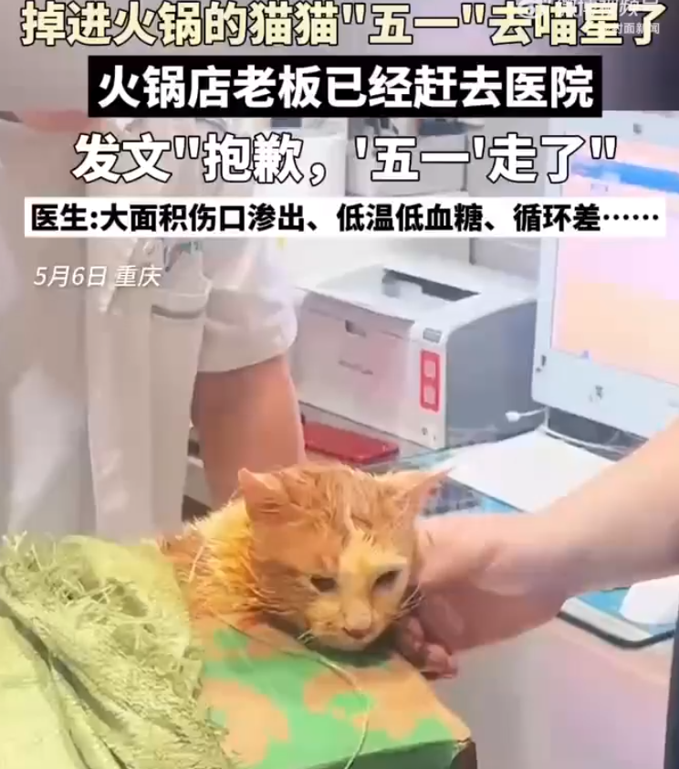 掉入火锅小猫因病情恶化已离世 ！-图1