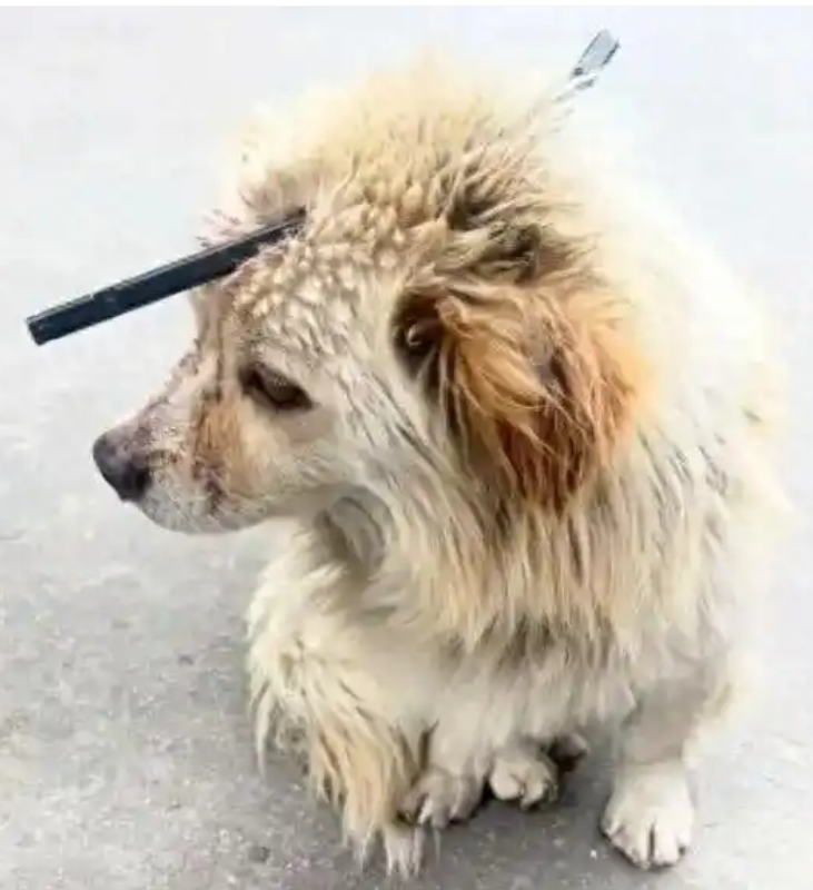 流浪狗遭箭矢穿头 网友众筹救治：小狗已做完手术，但精神仍比较紧张 ！-图1