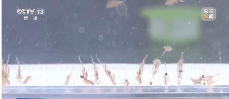 新疆沙漠首次发现盐水丰年虾：是地球上现存较为古老的物种之一 ！-图1