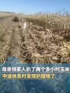 一家人掰2小时玉米后发现不是自家地 ！直言：都是街坊邻居，装好后才去自家地 ！-图1